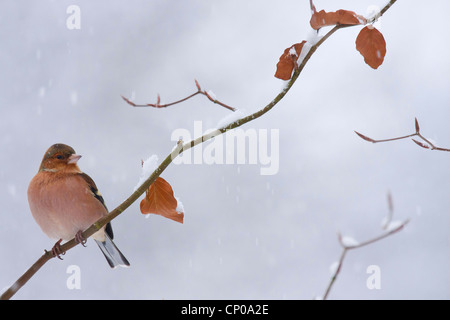 Chaffinch (Fringilla coelebs), homme assis sur une branche en hiver, l'Allemagne, Rhénanie-Palatinat Banque D'Images