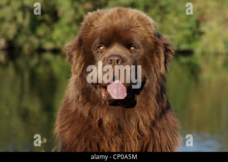 Terre-neuve (Canis lupus f. familiaris), assis à un étang haletant Banque D'Images