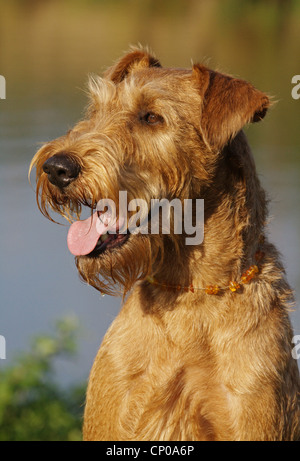 Terrier irlandais (Canis lupus f. familiaris), portrait d'un individu âgé de 7 ans Banque D'Images
