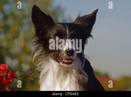 Border Collie (Canis lupus f. familiaris), 3 ans personne Banque D'Images
