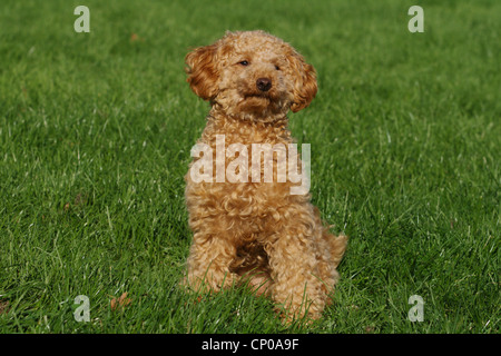 Caniche miniature (Canis lupus f. familiaris), dix mois de couleur abricot caniche toy assis dans le pré Banque D'Images