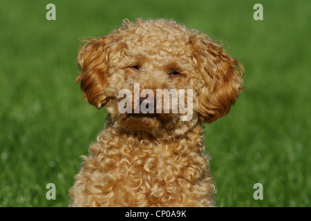 Caniche miniature (Canis lupus f. familiaris), dix mois de couleur abricot caniche toy assis dans un pré, portrait Banque D'Images