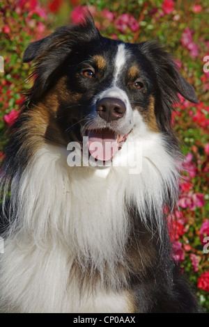 Dog (Canis lupus f. familiaris), portrait Banque D'Images