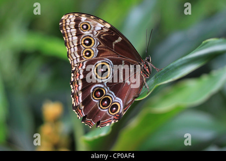 Un papillon bleu Morpho Peleides Morpho peleides (). On le trouve dans les forêts humides de l'Amérique du Sud, Amérique Centrale et du Mexique. Banque D'Images