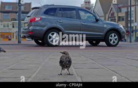 Étourneau sansonnet (Sturnus vulgaris), debout sur un trottoir à l'arrière, Pays-Bas Banque D'Images