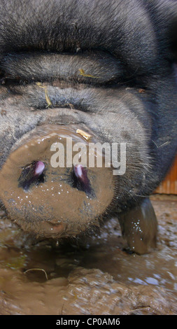 Vietnamese pot-bellied pig (Sus scrofa domestica) f., nez Banque D'Images