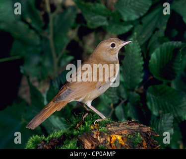 Nightingale (Luscinia megarhynchos), assis sur un arbre snag, Allemagne Banque D'Images