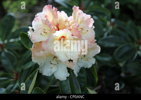 Horizon RHODODENDRON Rhododendron fleuri, grand monarque Banque D'Images