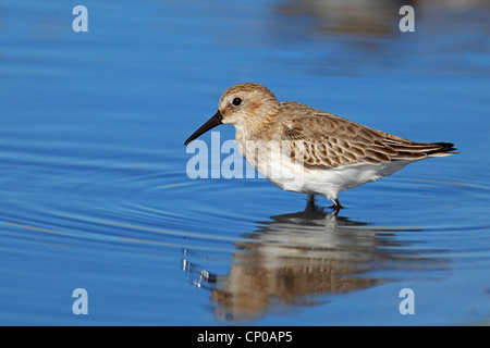 Le Bécasseau variable (Calidris alpina), en plumage d'hiver, l'Espagne, Sanlucar de Barrameda Banque D'Images