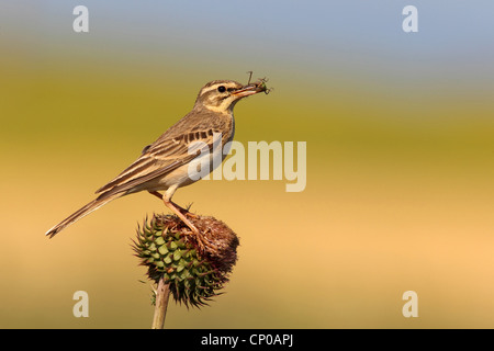 Tawny pitpit (Anthus campestris), assis sur un chardon avec un grashopper dans son bec, la Bulgarie, l'AMBAR Beach Banque D'Images