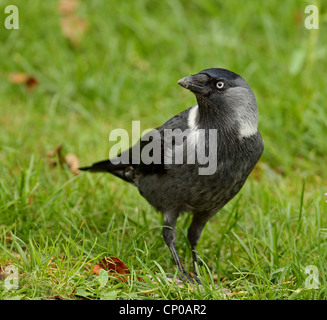 Choucas (Corvus monedula Corvus monedula soemmeringii), marcher dans un pré, de la Turquie, Istanbul Banque D'Images