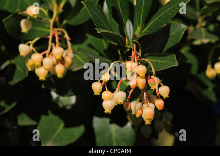 Killarney l'arbousier (Arbutus unedo), la floraison, l'Espagne, l'Espagne, l'Estrémadure Banque D'Images