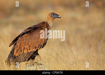 Vautour fauve (Gyps fulvus), assis sur le sol, l'Espagne, l'Estrémadure Banque D'Images