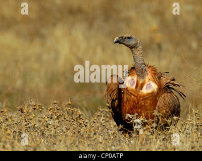 Vautour fauve (Gyps fulvus), assis sur le sol, l'Espagne, l'Estrémadure Banque D'Images