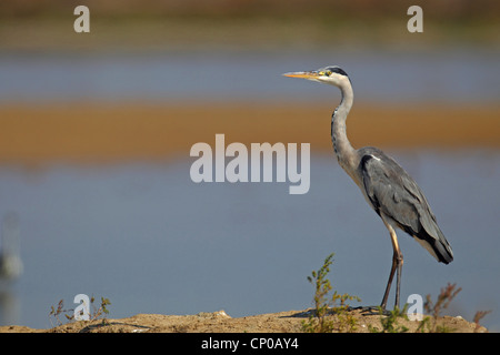 Héron cendré (Ardea cinerea), rester à l'eau, Espagne, Sanlucar de Barrameda Banque D'Images