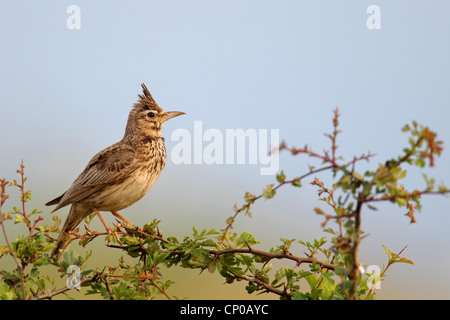 (Galerida cristata crested lark), homme sur un buisson, Bulgarie, Kaliakra Banque D'Images