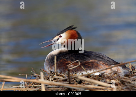 Grèbe huppé (Podiceps cristatus), dans le nid, l'appel de , Pays-Bas, Frise Banque D'Images