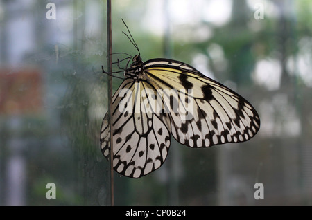 Arbre généalogique blanche papillon nymphe (idée leuconoe) également connu sous le cerf-volant de papier ou papier de riz s'attardant sur une feuille de verre. Banque D'Images