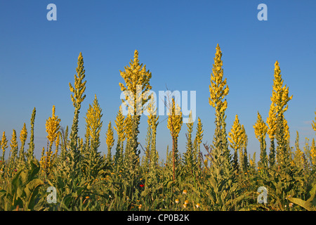 Molène (Verbascum spec.), groupe, Bulgarie, Kaliakra Banque D'Images