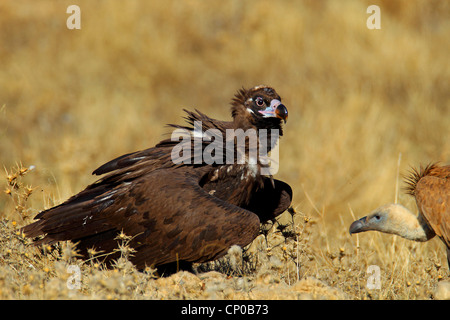 Cinereous vulture (Platycnemis monachus), assis sur le sol avec le vautour fauve, l'Espagne, l'Estrémadure Banque D'Images