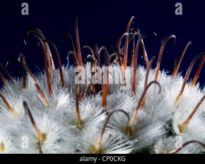 Le cactus Mammillaria Perez de la Rosa Banque D'Images