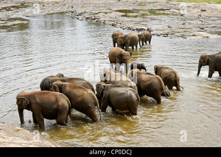 Les éléphants d'Asie dans la région de river, orphelinat Pinnawala Elephant, Kegalle, Sri Lanka Banque D'Images