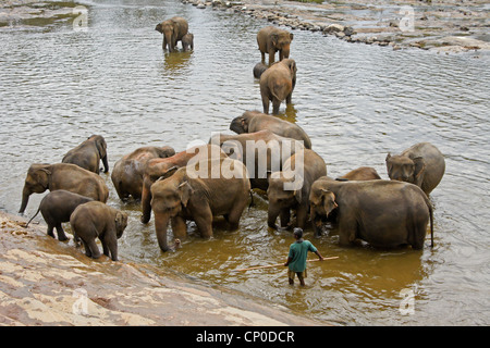 Les éléphants d'Asie dans la région de river, orphelinat Pinnawala Elephant, Kegalle, Sri Lanka Banque D'Images