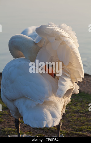 Mute Swan (Cygnus olor). Au Lissage sous l'aile droite. Banque D'Images