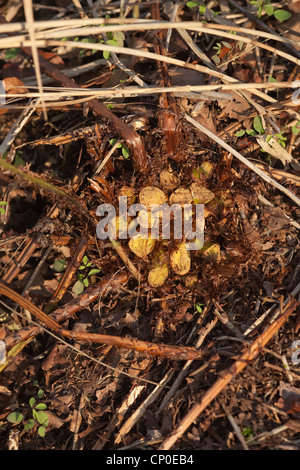 Fronde de fougère bases : la croissance de nouveaux printemps feuilles en développement, des prés à leurs bases par Red Deer (Cervus elaphus). Mars. Banque D'Images