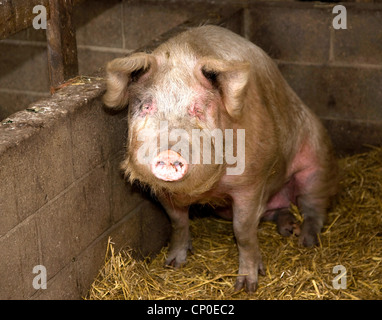 Cochon dans une ferme Banque D'Images