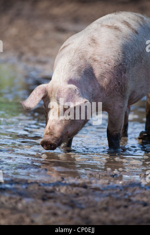 Porc domestique (Sus scrofa). Se vautrer dans la boue d'une gamme de stylo. Portrait. Banque D'Images