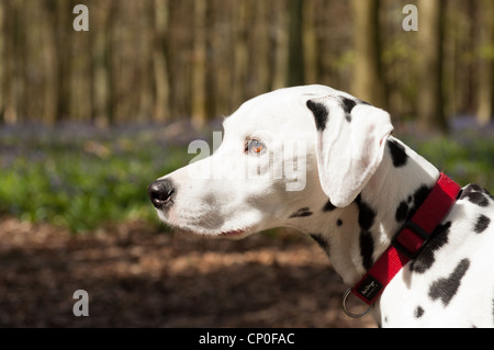 Chien dalmatien en bois bluebell Banque D'Images