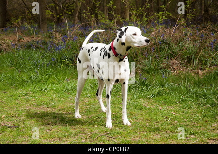 Chien dalmatien en forêt ashridge Banque D'Images