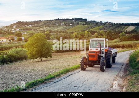 Petit tracteur rouge transportant des raisins rouges 'Montepulciano' dans les vignobles de la récolte de l'Abruzzo, Italie Banque D'Images