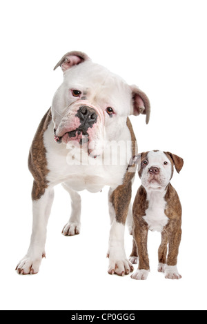 Chiot Bouledogue américain et adultes devant un fond blanc Banque D'Images