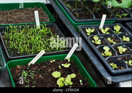 Les plateaux de semis dans une serre jardin y compris la laitue haricots carottes Banque D'Images