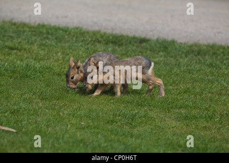 Maras ou lièvres de Patagonie (Dolichotis patagonum). Les jeunes nidifuges marche à pied. Dans le zoo de Whipsnade libre. Banque D'Images