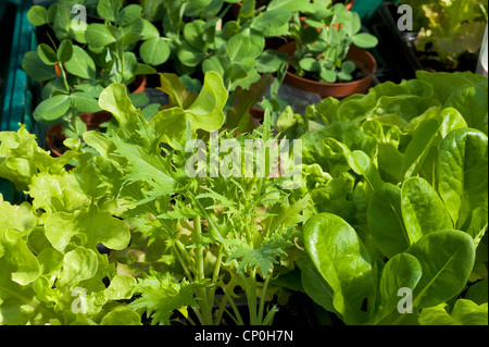 Une variété de feuilles de laitue et cultivé dans une serre jardin dans les bacs aussi les semis de pois Banque D'Images