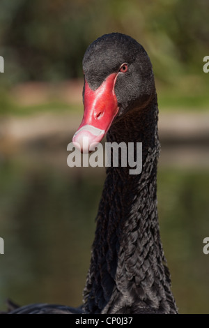 Cygne noir (Cygnus atratus). Originaire de l'Australie. Introduit en Nouvelle-Zélande. Banque D'Images
