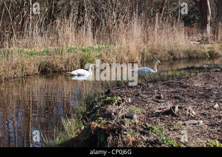 Le Cygne tuberculé (Cygnus olor). Paire liée à la découverte d'une digue de drainage, Norfolk Broads. Temps de printemps. Les jonquilles sauvages en fleurs. Banque D'Images