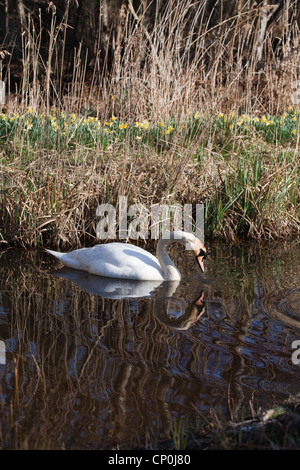 Mute Swan (Cygnus olor). L'exploration d'un dyke de drainage, Norfolk Broads. Temps de printemps. Les jonquilles sauvages en fleurs. Banque D'Images