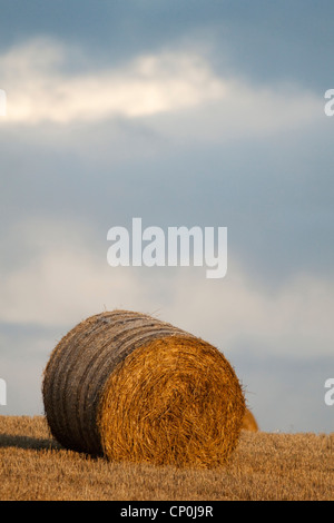 Caution de foin dans un champ Banque D'Images