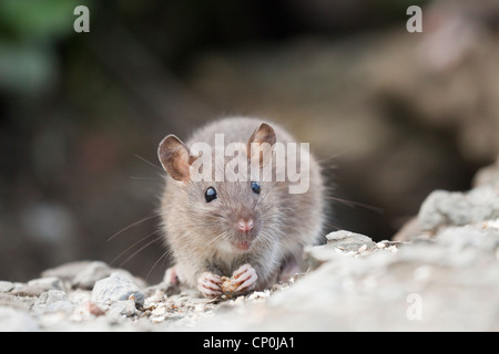 L'alimentation du rat brun Banque D'Images