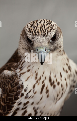 Le Faucon gerfaut (Falco rusticolus). Portrait. Montrant la capacité de voir par vision stéréoscopique ; les deux yeux pour voir et de se concentrer à l'avant. Banque D'Images