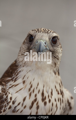 Le Faucon gerfaut (Falco rusticolus). Portrait. Montrant la capacité de voir par vision stéréoscopique ; les deux yeux pour voir et de se concentrer à l'avant. Banque D'Images