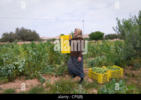 Tunisie : Les femmes qui travaillent dans les champs gagner un revenu très faible et travailler dur. Banque D'Images