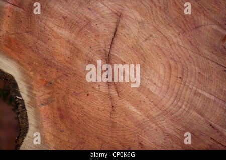 If (Taxus baccata). Coupe transversale d'un tronc d'un arbre abattu récemment. Montrant les anneaux de croissance annuelle, le grain et la couleur. Banque D'Images