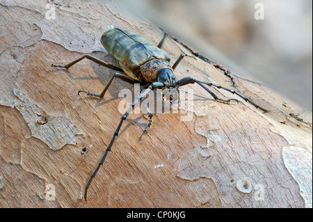 Beetle Banque D'Images