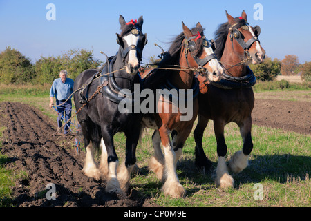 Le labourage de chevaux lourds avec un Clydesdale et deux chevaux Shire Banque D'Images