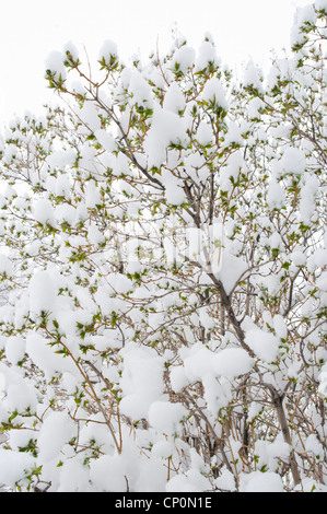 La neige recouvre les feuilles vertes d'un buisson de lilas (Syringa vulgaris), l'hiver à Livingston, Montana, USA Banque D'Images